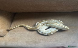 Python Snake reptiles for sale: 🐍 Ball Pythons for Sale – Collection Nottingham  - Image 10