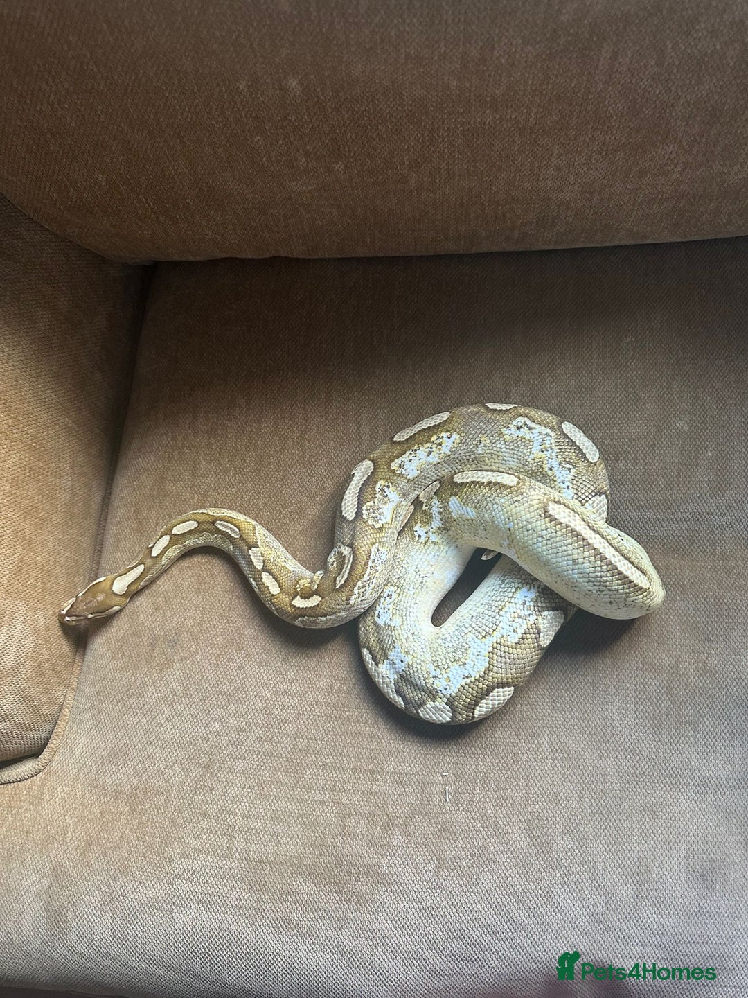 Python Snake reptiles for sale: 🐍 Ball Pythons for Sale – Collection Nottingham  - Image 10