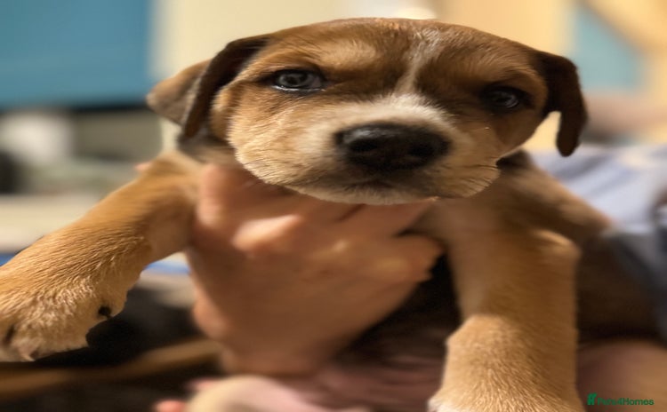 Mixed Breed dogs - Advert 13
