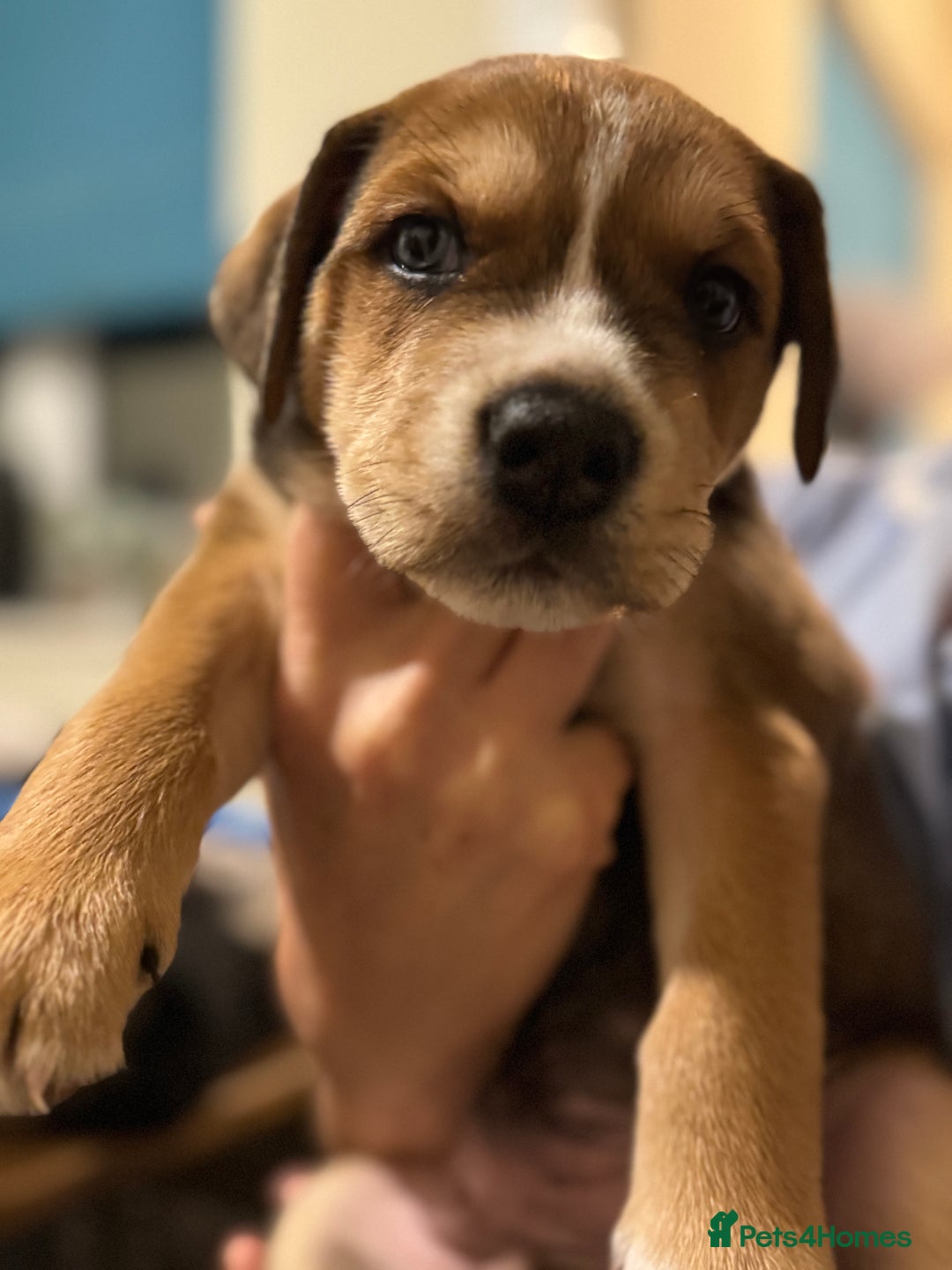 Mixed Breed dogs for sale: 3 mixed breed puppies for sale  - Image 1