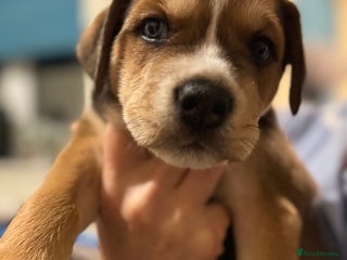 Mixed Breed dogs - Advert 21