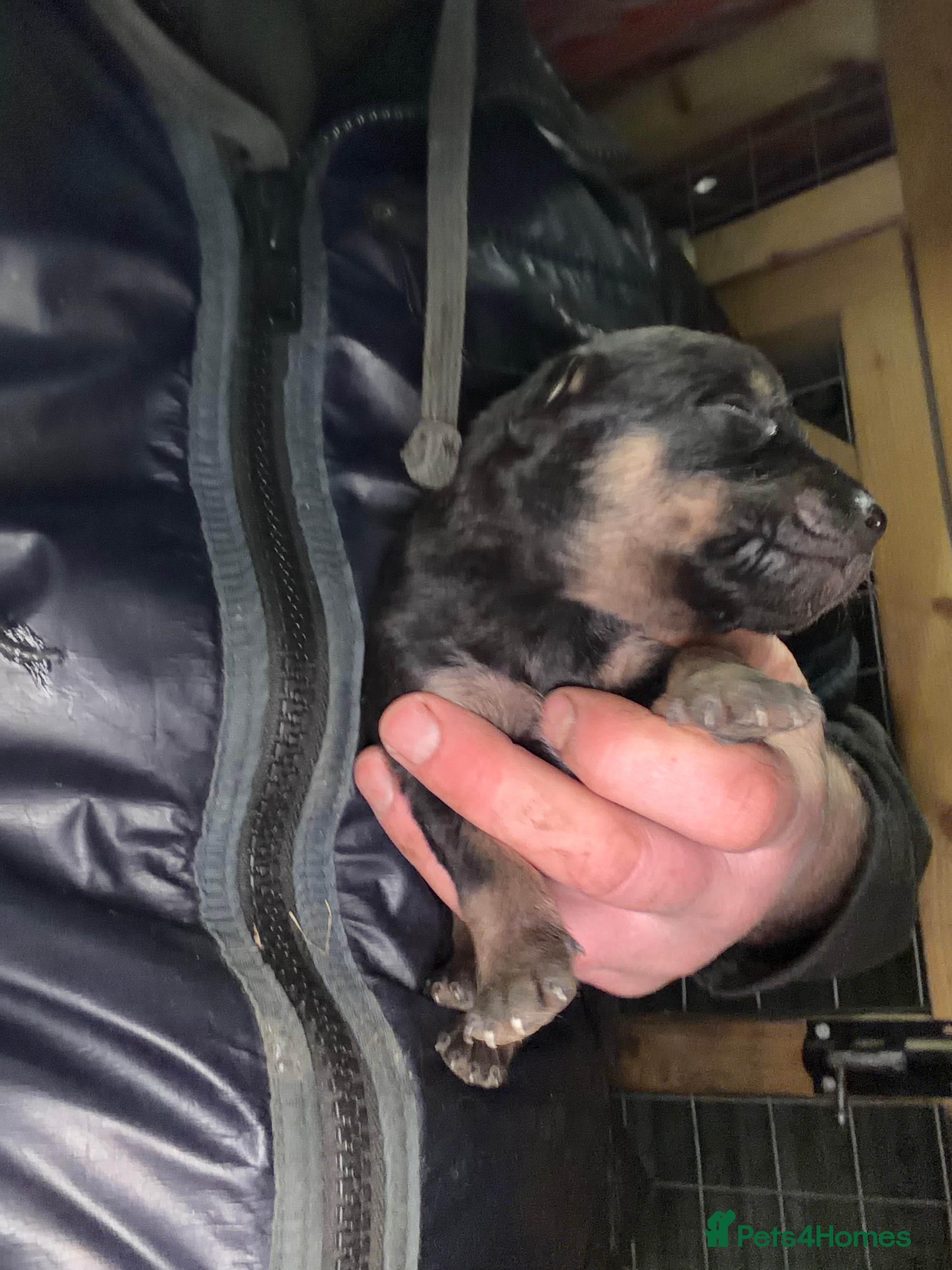 Mixed Breed dogs kelpie/blue heelers - Advert 6