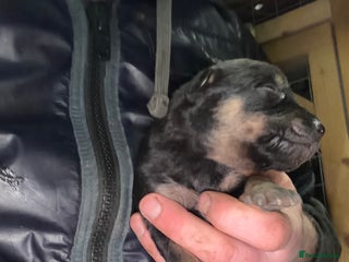 Mixed Breed dogs kelpie/blue heelers - Advert 1