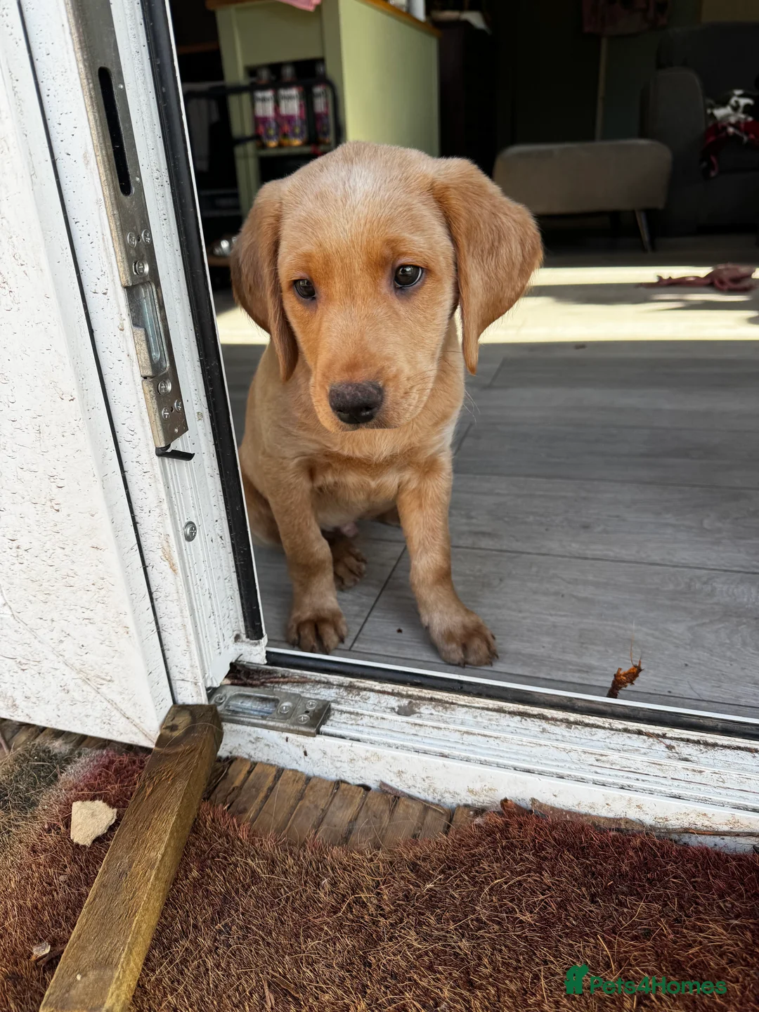 Labradoodle dogs for sale: 1 beautiful labradoodle puppy wanting a home♥️ - Advert 2