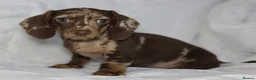 Miniature Dachshund dogs for sale: KC reg miniature dachshund only 1 boy left  - Advert 6