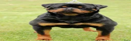 Rottweiler dogs for sale: 🤩 Elite Level XXL Rottweiler puppies 🤩 - Advert 23
