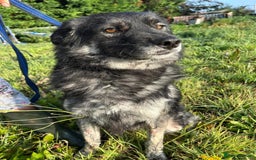 Mixed Breed dogs for adoption: Roberto - Norwich Norfolk  - Image 3