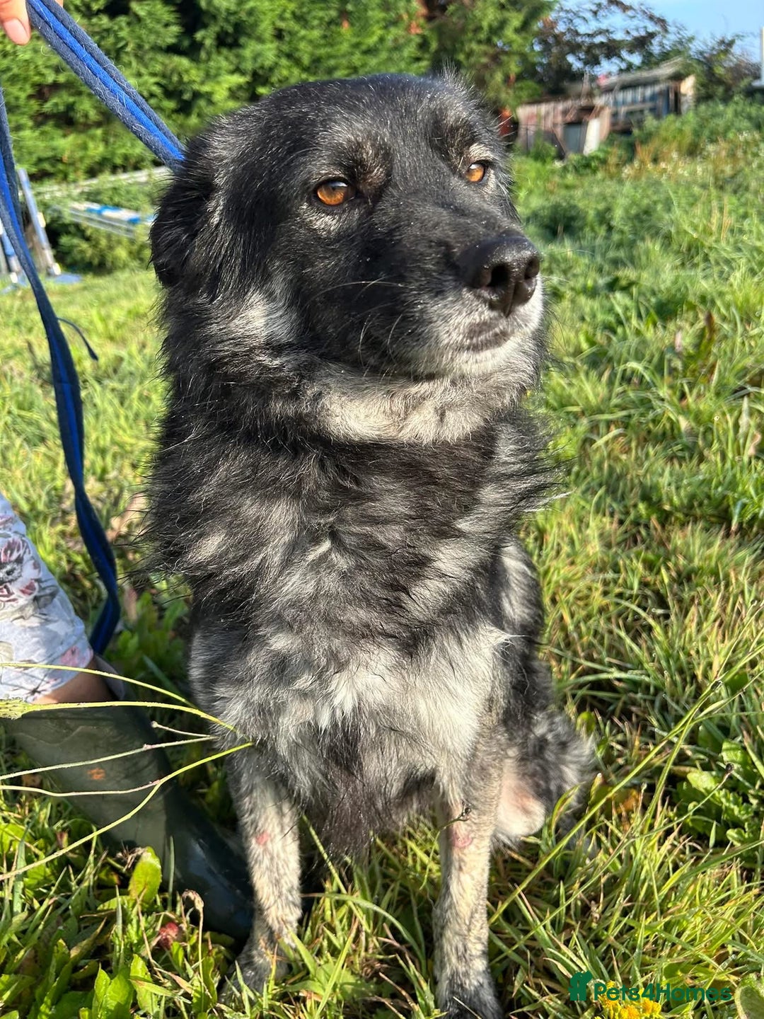 Mixed Breed dogs for adoption: Roberto - Norwich Norfolk  - Image 3