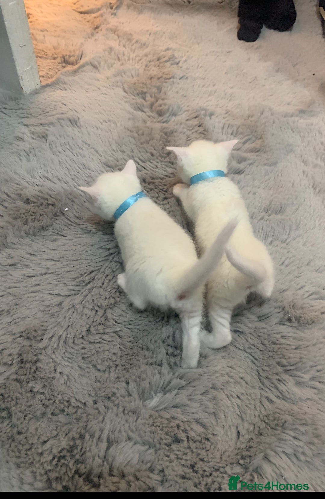 Mixed Breed cats for sale: Beautiful Mixed Angora Kittens - Advert 17