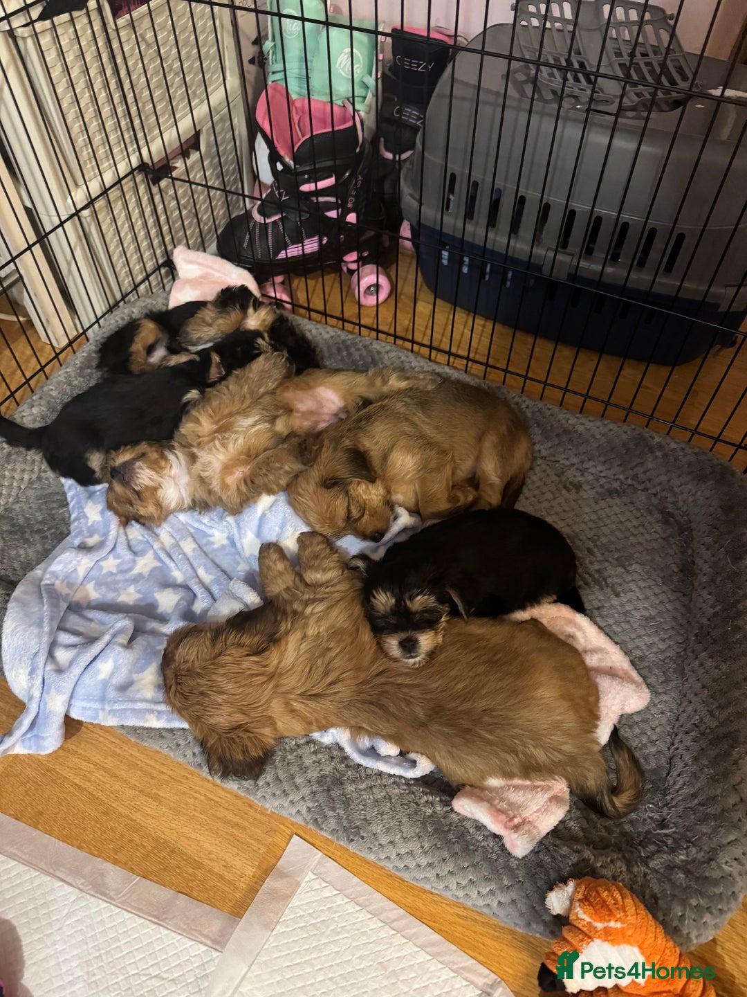 Mixed Breed dogs for sale:  Yorkshire terrier/ lhaso Apso hybrid pups - Advert 14