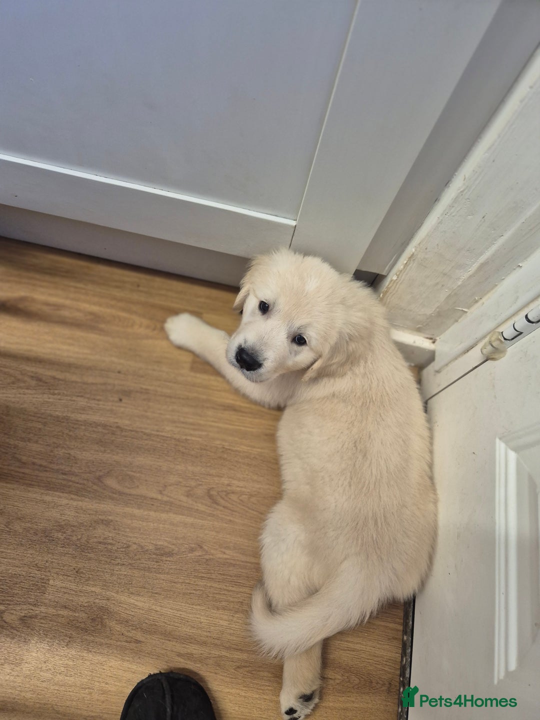 Golden Retriever dogs for sale: Golden retriever puppies  - Image 7