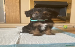 Bordoodle dogs for sale: 8 beutifull bordoodle puppys - Image 22