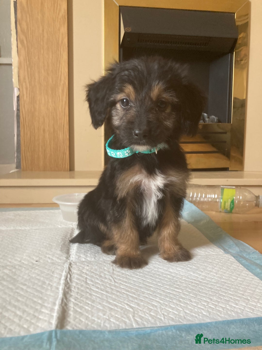 Bordoodle dogs for sale: 8 beutifull bordoodle puppys - Image 22