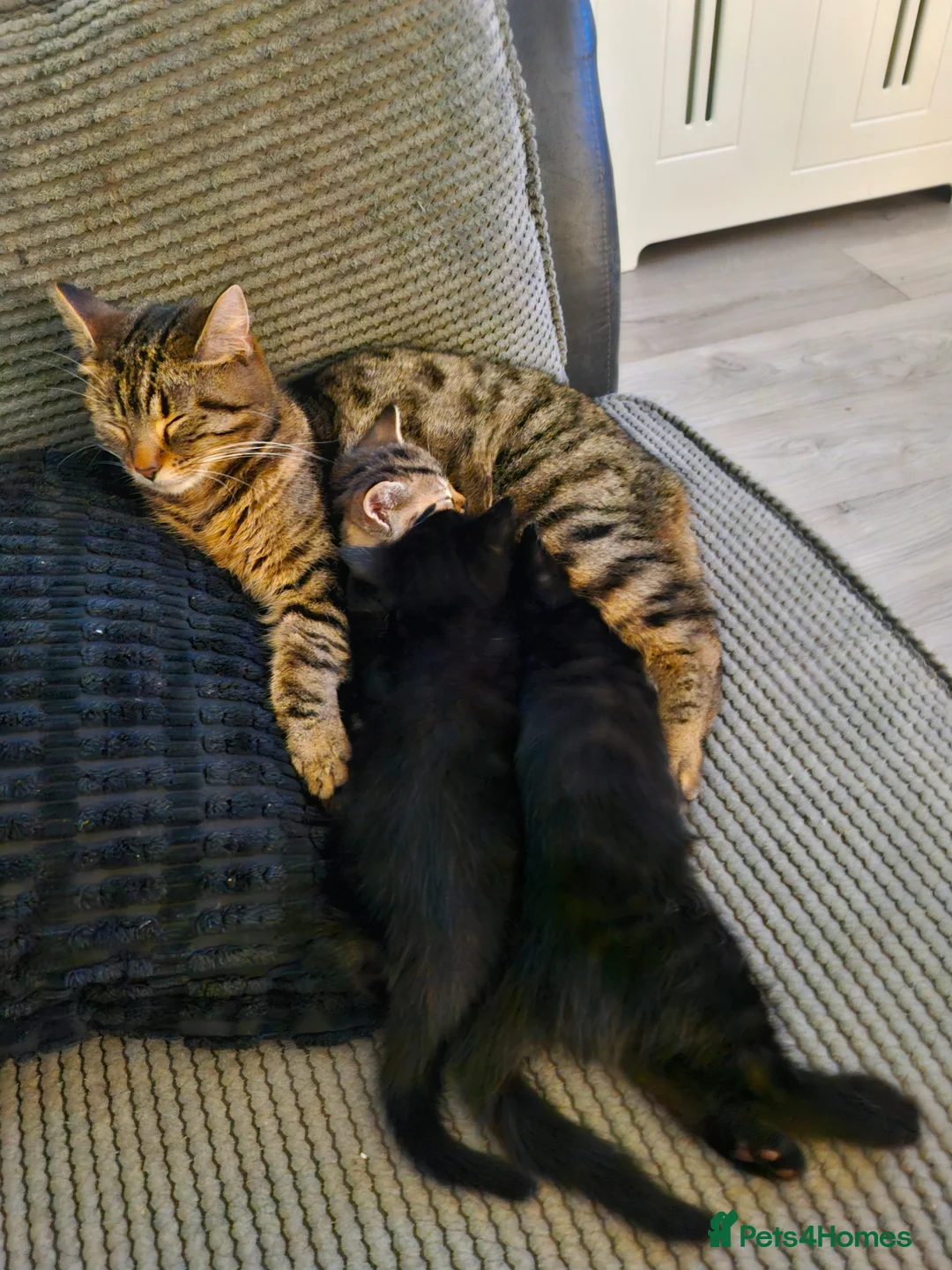 Mixed Breed cats for sale: Beautiful kittens mixed bengal  - Advert 4