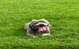 Staffordshire Bull Terrier dogs for sale: Stunning Blue Pure Bred Staffie Puppies - Image 12
