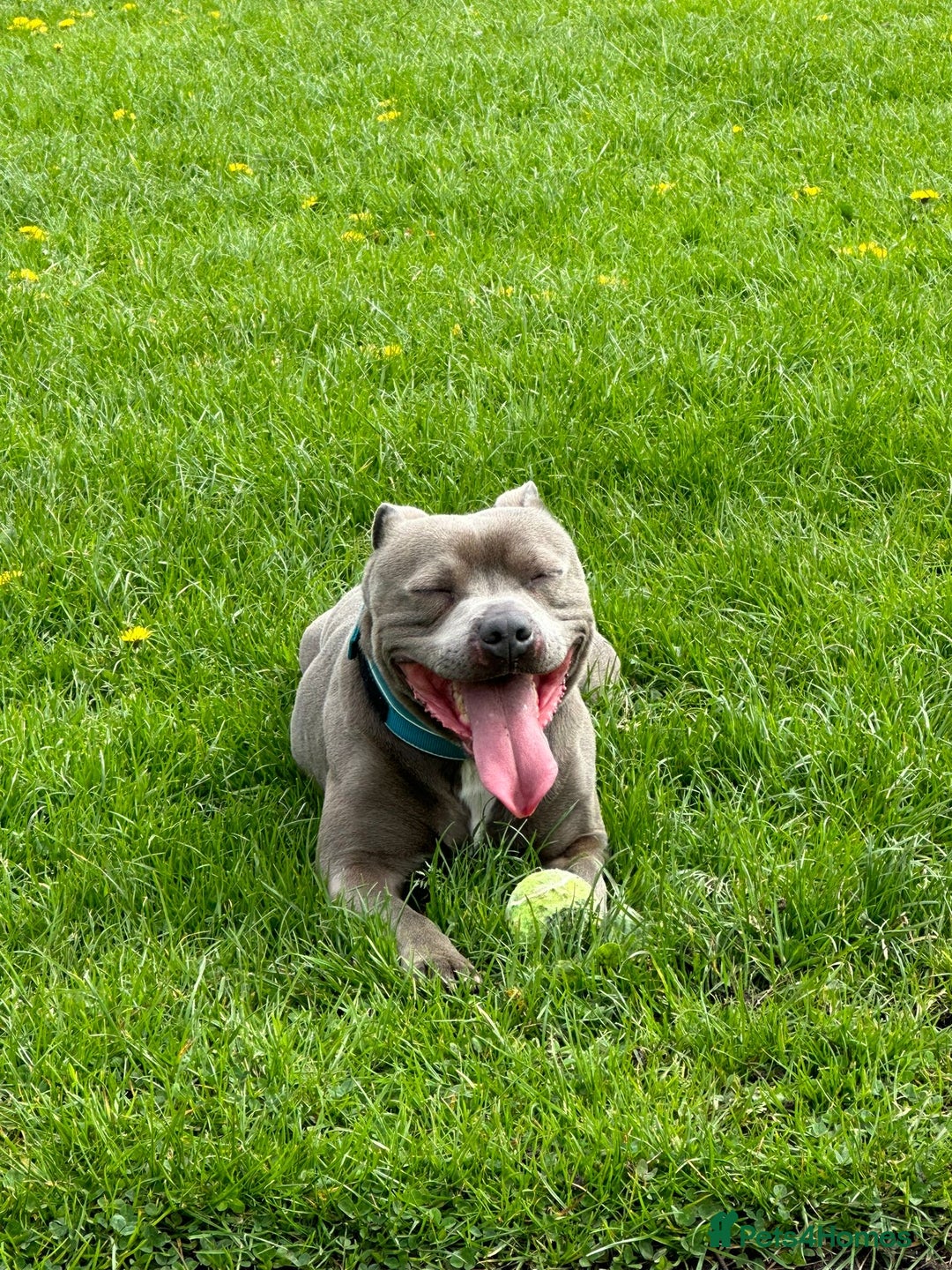Staffordshire Bull Terrier dogs for sale: Stunning Blue Pure Bred Staffie Puppies - Image 12
