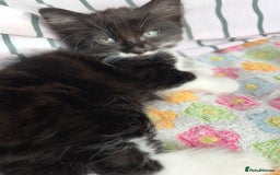 Mixed Breed cats for sale: siamese x siberian tuxedo kittens - Advert 39