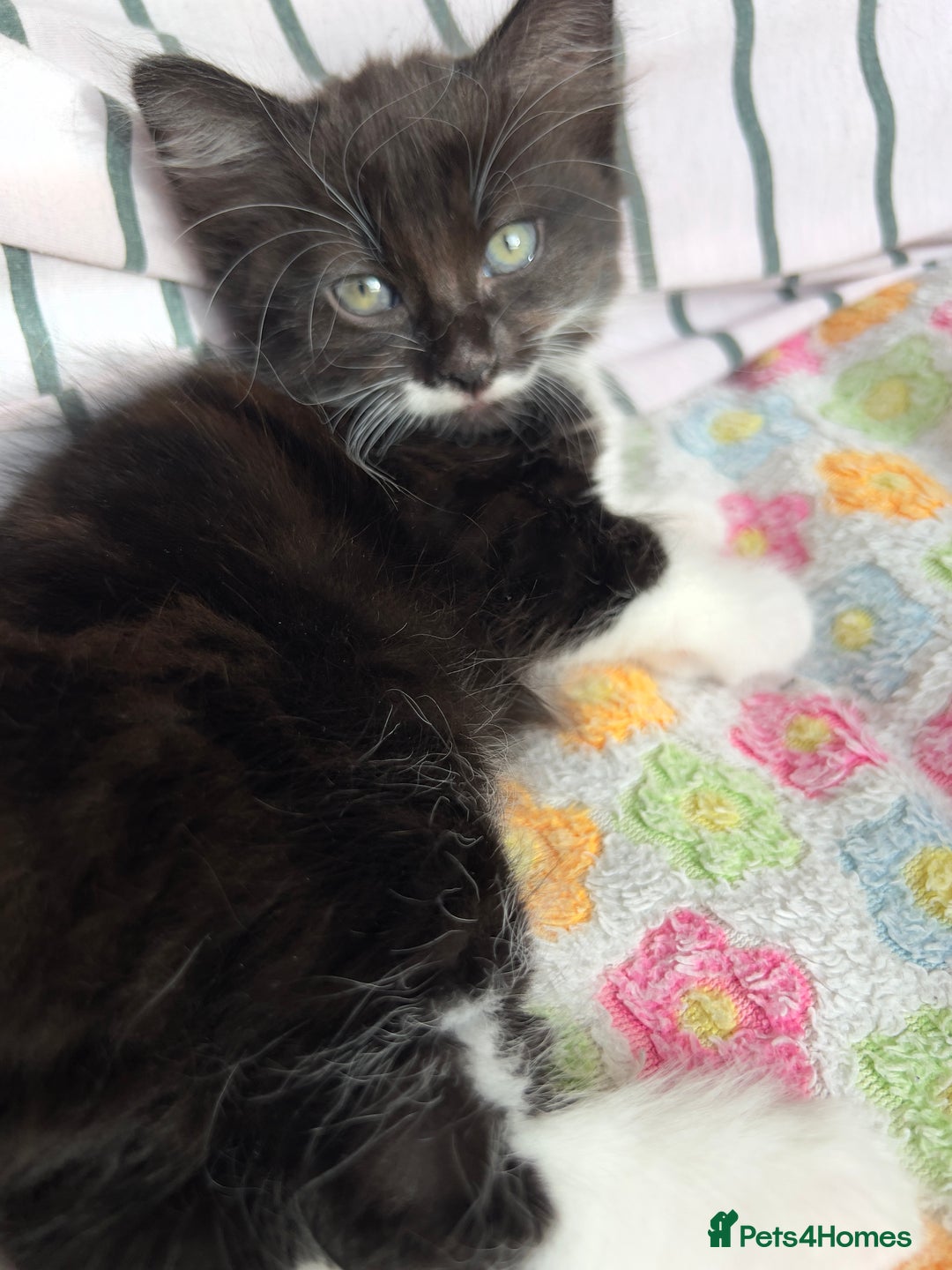 Mixed Breed cats for sale: siamese x siberian tuxedo kittens - Advert 39