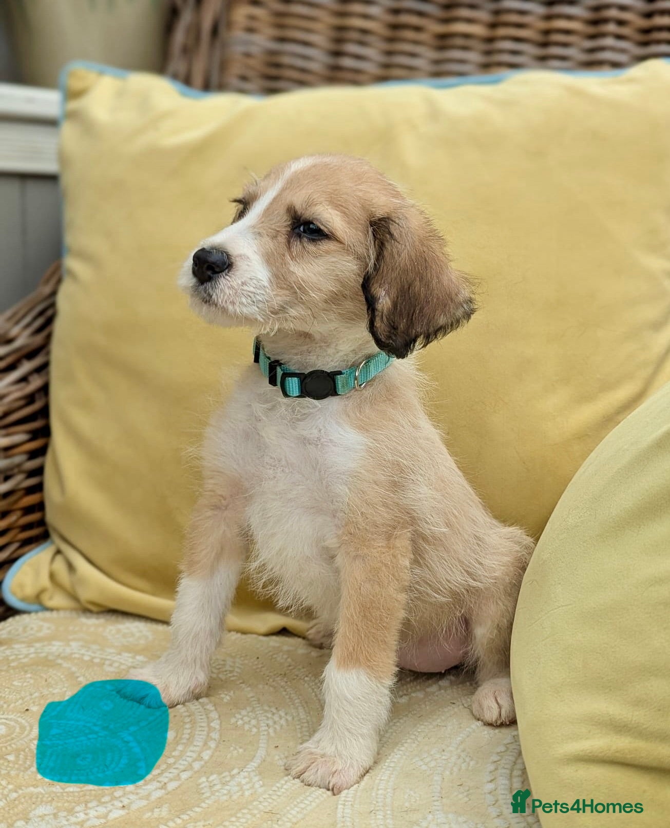 Bordoodle dogs for sale: Standard Bordoodle puppies- ready now - Advert 24