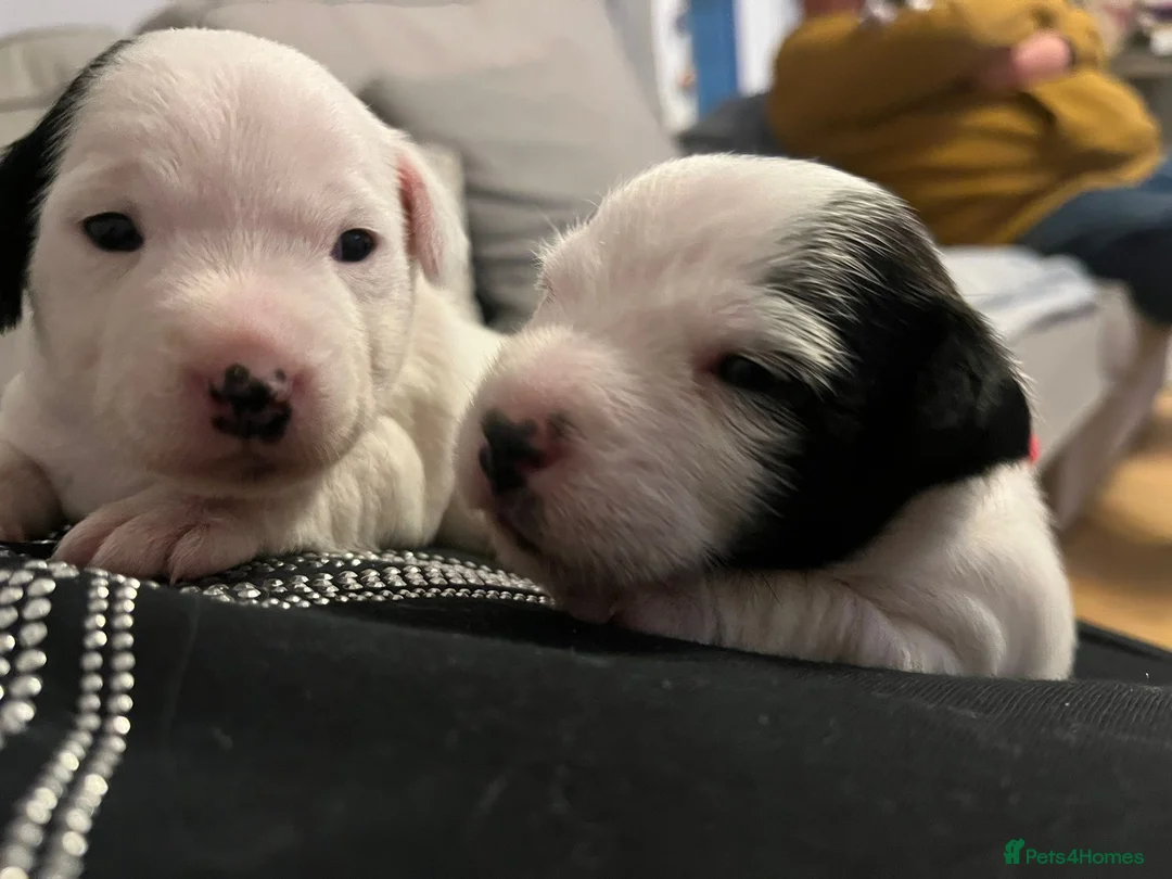 Jack Russell dogs for stud: Proven Short legged true  jack Russell for stud  in Eastleigh - Advert 9