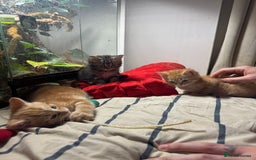 Mixed Breed cats for sale: 2 gorgeous tabby ginger boys  - Image 7