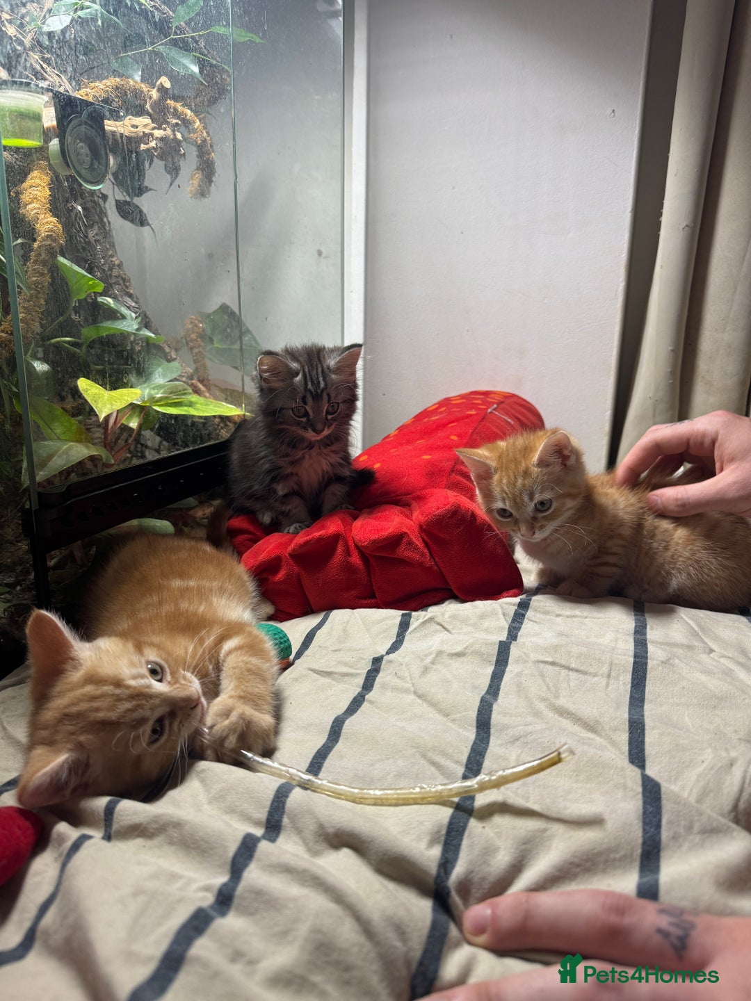 Mixed Breed cats for sale: 2 gorgeous tabby ginger boys  - Image 7