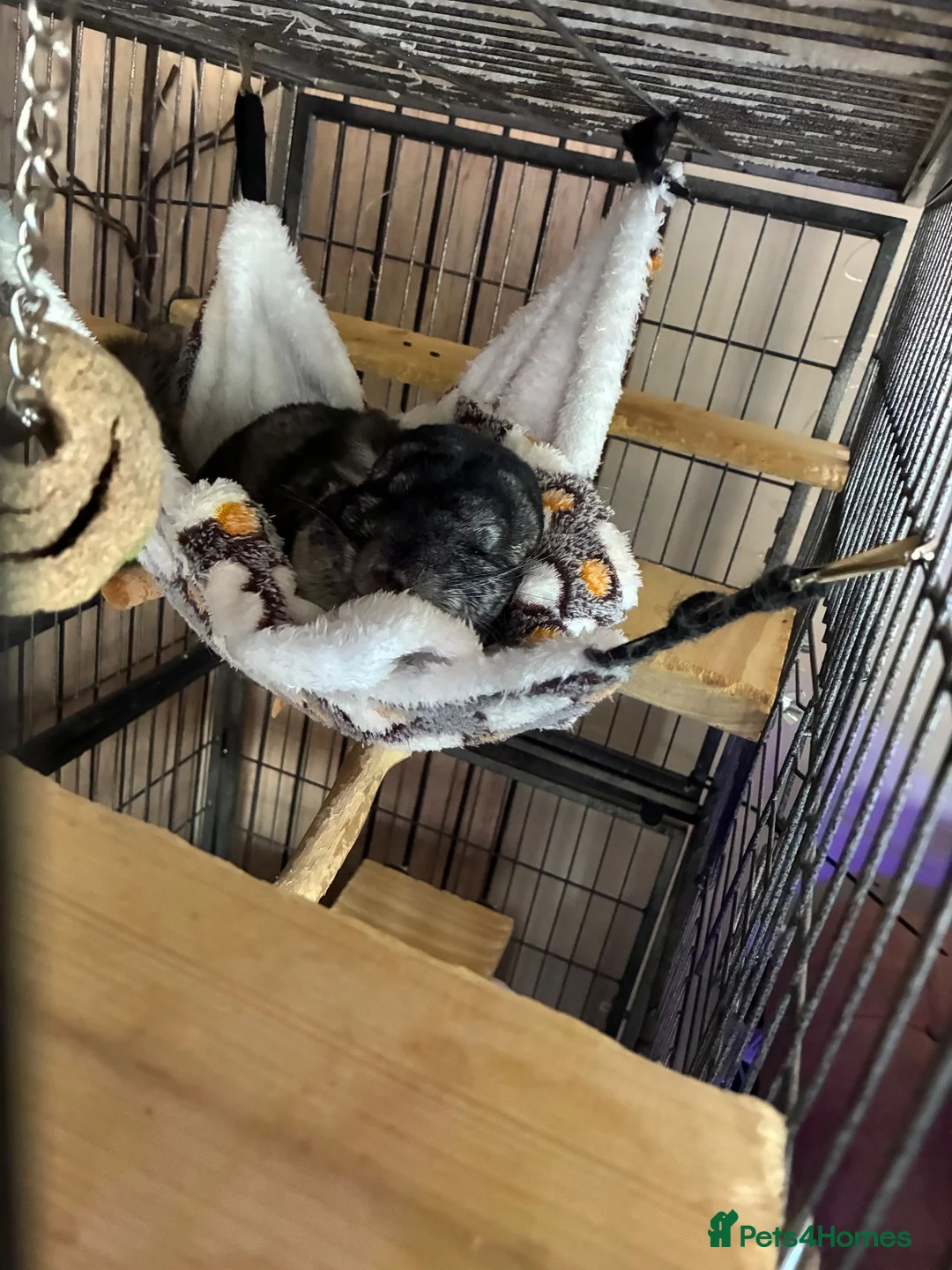 Chinchilla rodents for sale: Mother and daughter bonded chinchillas  in Stoke-on-Trent - Advert 1
