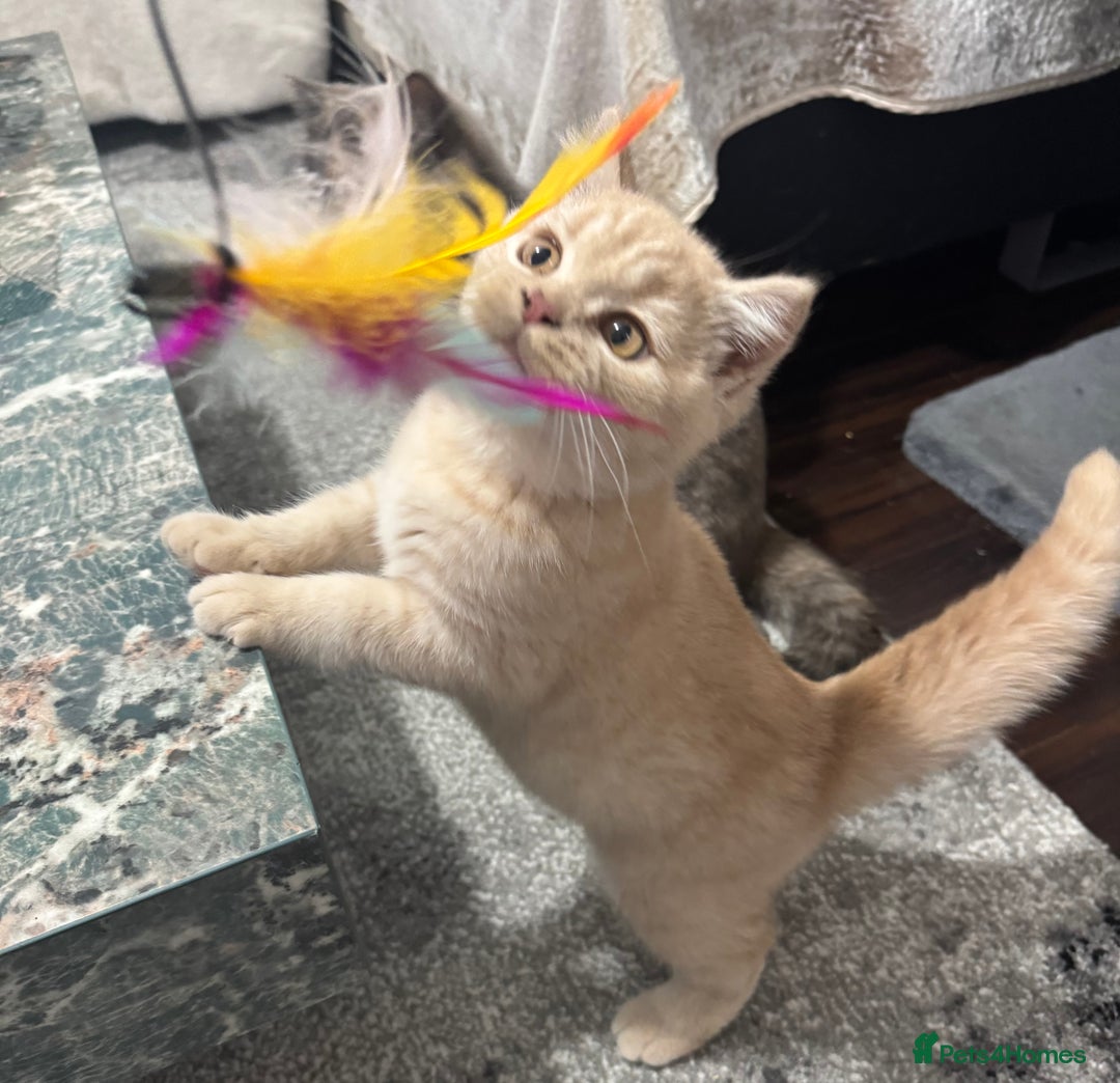 British Shorthair cats for sale: GCCF registered cream bsh boy - Advert 11