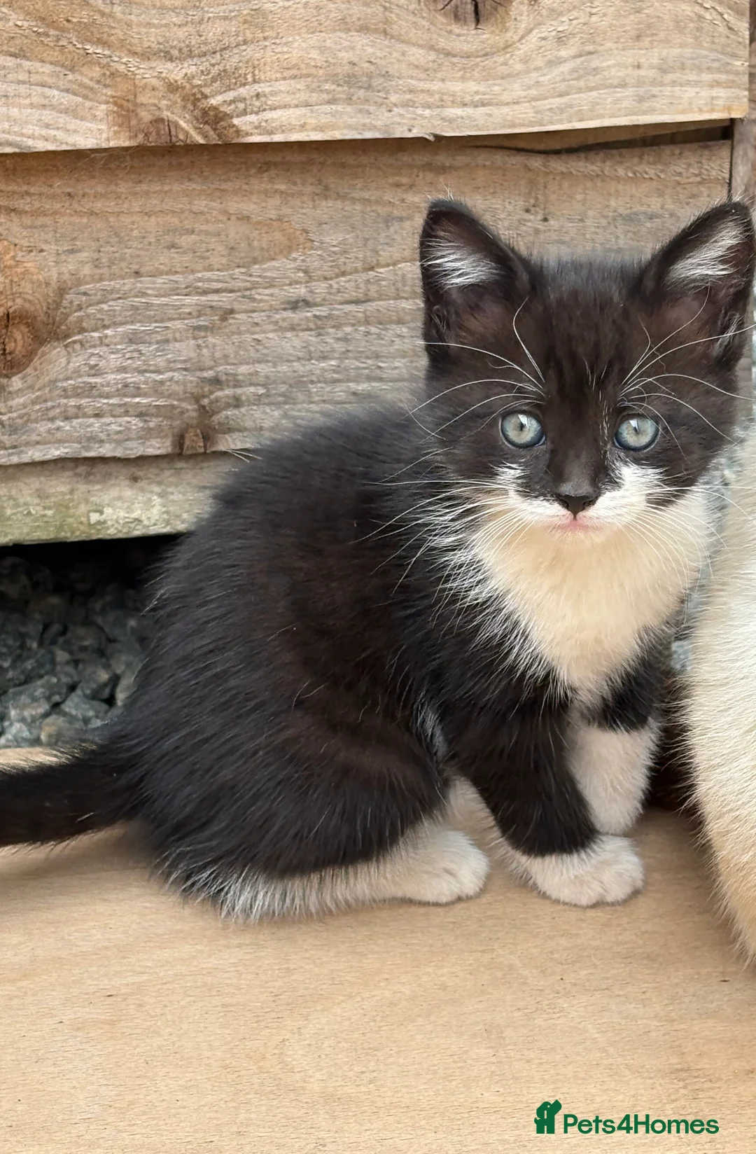 Mixed Breed cats for sale: Kittens  - Advert 2