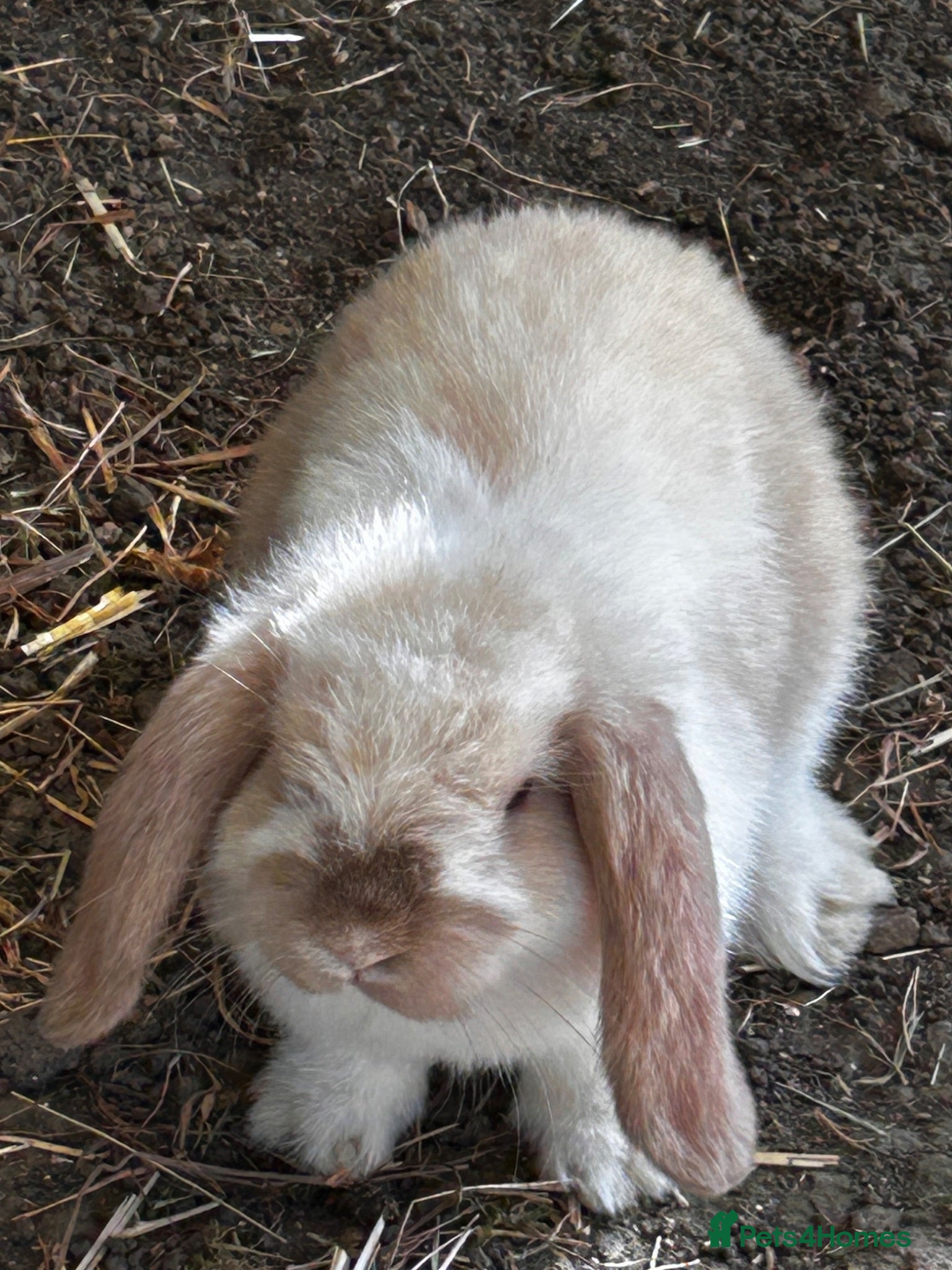 Mini Lop rabbits Stunning mini lops - Advert 2