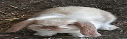 Mini Lop rabbits for sale: Stunning mini lops - Advert 2