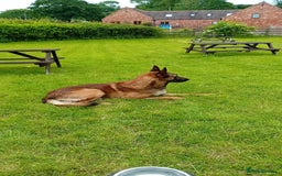 Belgian Shepherd Dog dogs for sale: Belgian malinois puppies for sale  - Image 12