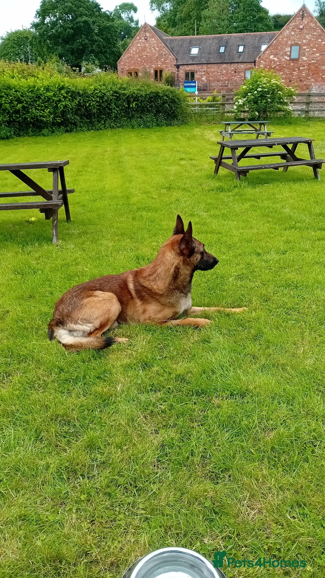 Belgian Shepherd Dog dogs for sale: Belgian malinois puppies for sale  - Image 12
