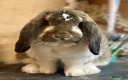 French Lop rabbits for sale: French lops - Advert 7