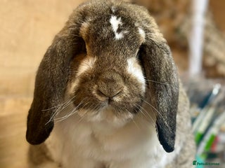 French Lop rabbits French lops - Advert 17