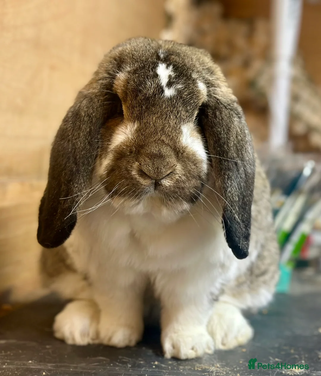 French Lop rabbits for sale: French lops - Advert 2
