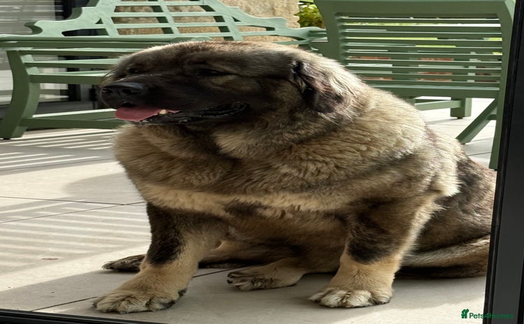 Caucasian Shepherd Dog dogs - Advert 1