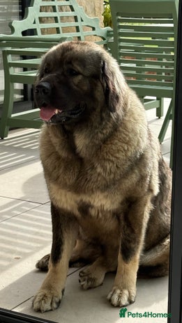 Caucasian Shepherd Dog dogs - Advert 1