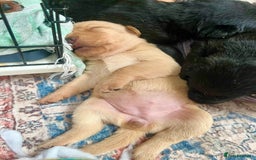 Labrador Retriever dogs for sale: 🐾 Ready 13th Oct. KC vet approved only 3 left 💕 - Image 28