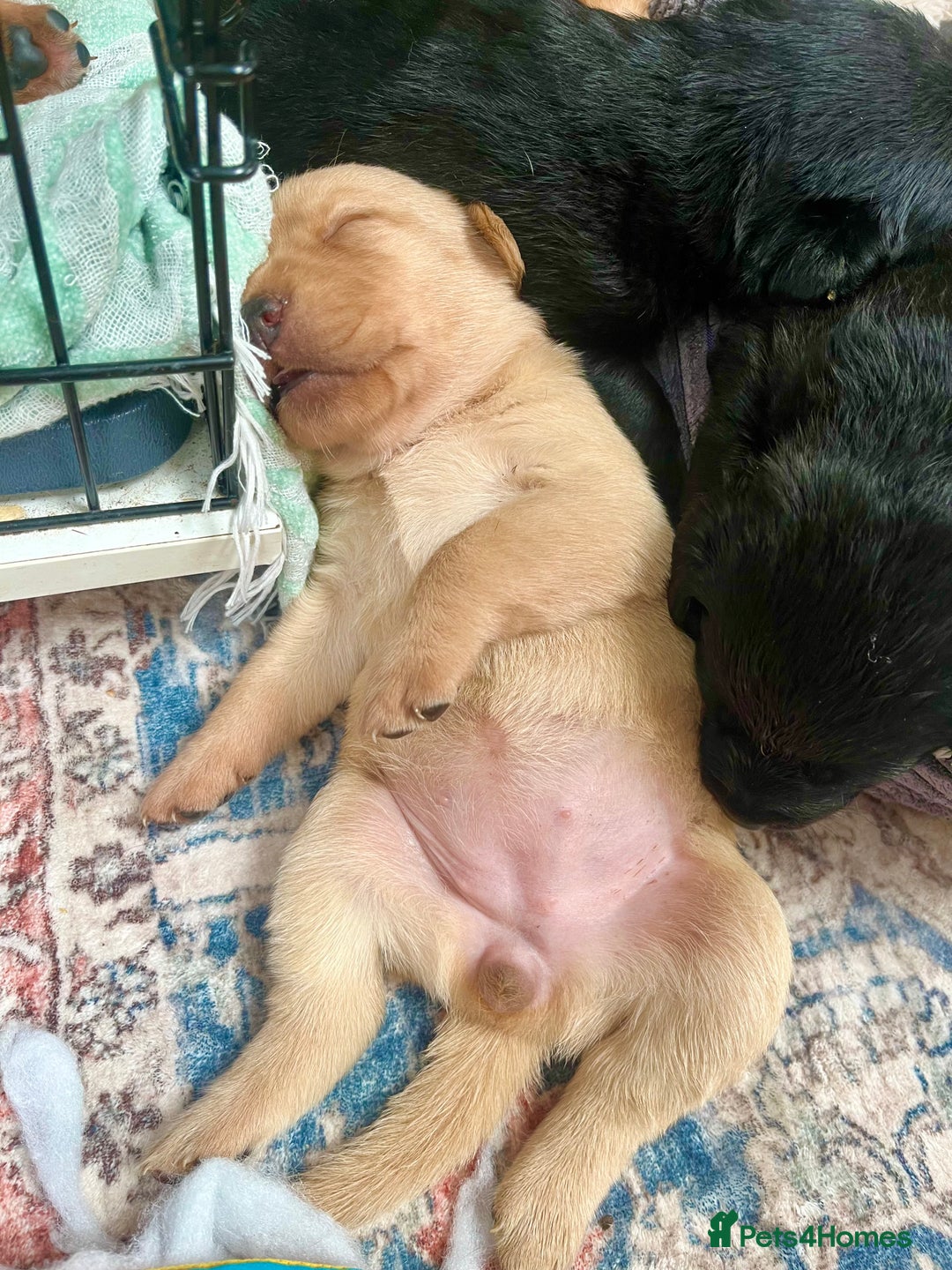 Labrador Retriever dogs for sale: 🐾 Ready 13th Oct. KC vet approved only 3 left 💕 - Image 28