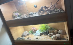 Gecko reptiles for sale: 2 leopard ghekos  - Advert 3