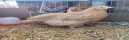 Chickens poultry for sale: Orpington Buff Chicken, Male an Feamel Pair - Advert 1