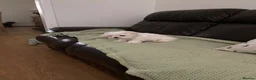 Maltese dogs for sale: Maltese KC reg Korean lines  - Advert 5