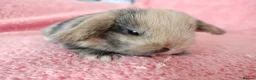 Mini Lop rabbits for sale: Baby mini lops for sale  - Advert 9