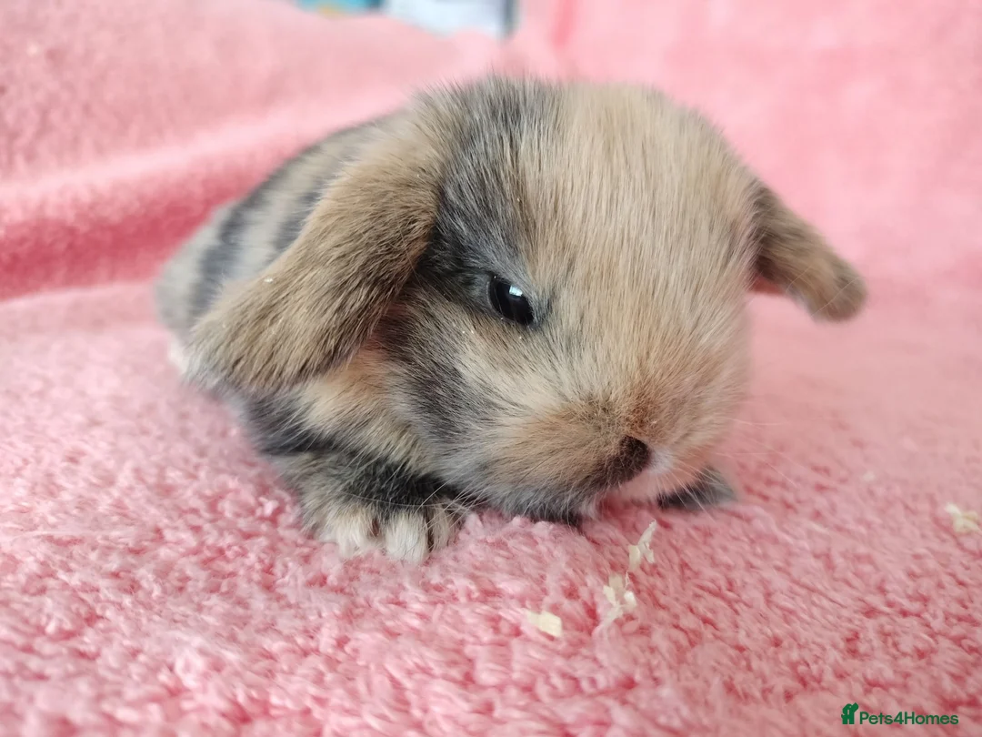 Mini Lop rabbits for sale: Baby mini lops for sale  - Advert 9