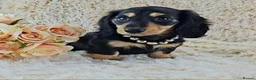Dachshund dogs for sale: Stunning Long Coat Miniature Dachshund - Advert 11