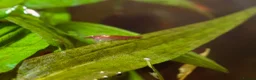 Shrimps fish for sale: Red Shrimps 1 pound each collection only  - Advert 3
