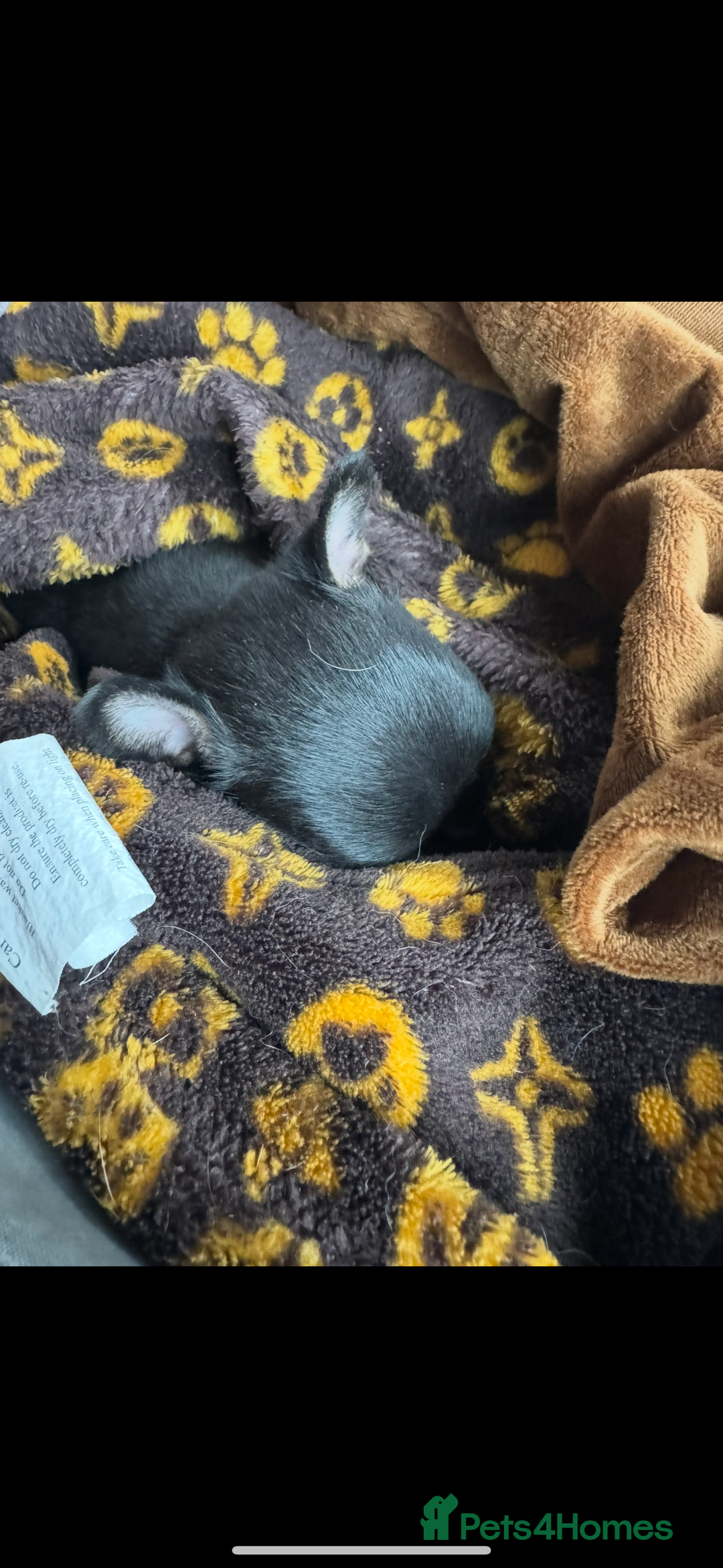 Chihuahua dogs for sale: Extra small tiny ** baby ❤️❤️ - Image 4
