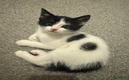 Domestic Shorthair cats for sale: 5 Playful Tuxedo & Black Kittens – Ready Now - Image 2