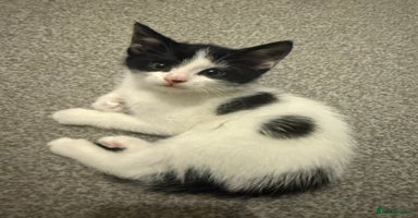 Domestic Shorthair cats - Advert 16
